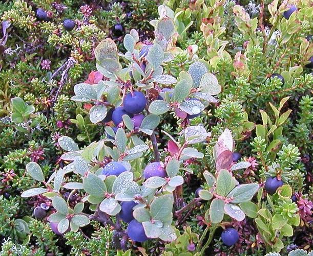 Blueberries growing above 1100 m