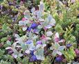 #5: Blueberries growing above 1100 m
