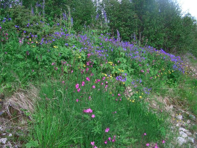 Lots of flowers by the lake