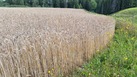 #2: Ripe wheat