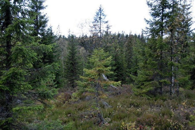 View east / Blick nach Osten