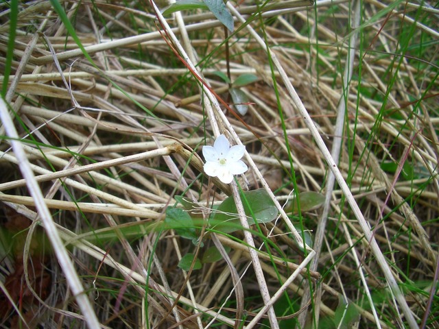 A cute little Parnassia palustris