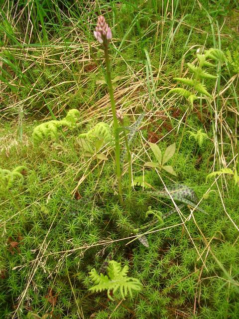 A lonely budding orchid (Dactylorhiza fuchsii) in the forest