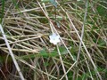 #11: A cute little Parnassia palustris