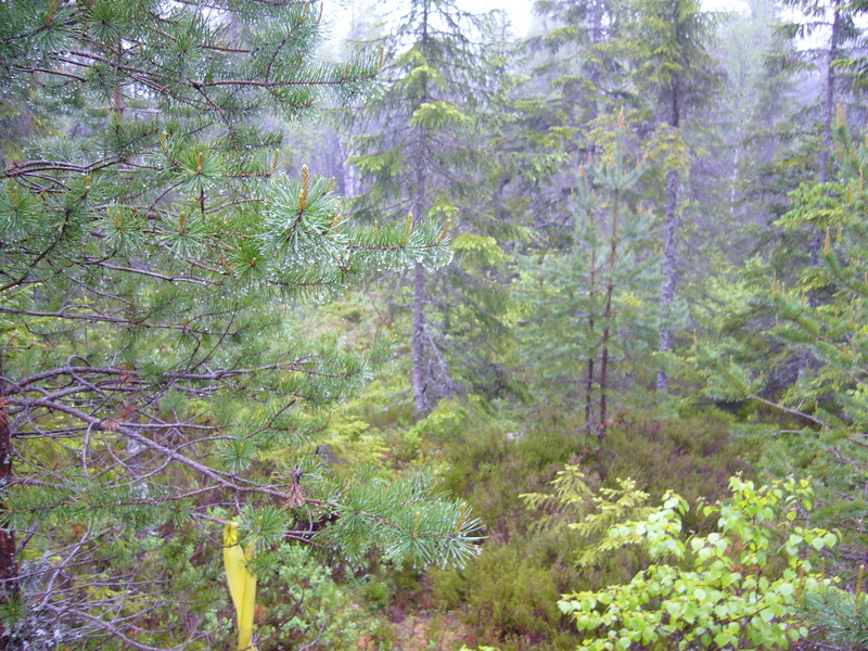 View south, yellow ribbon of trail visible