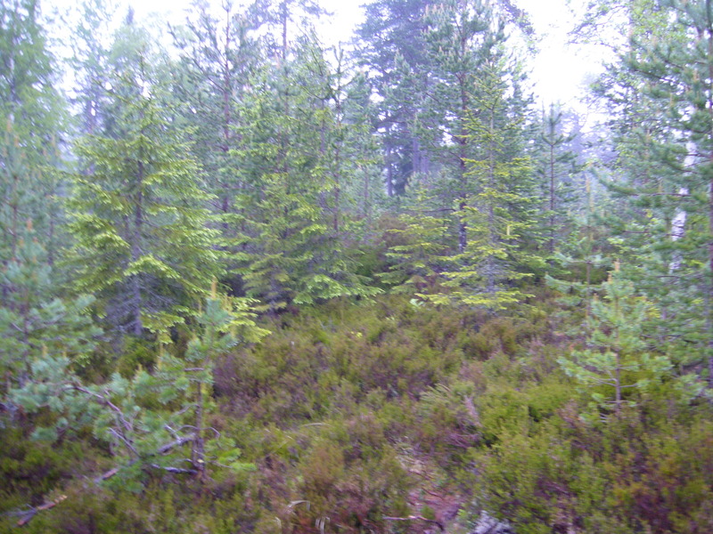 View north