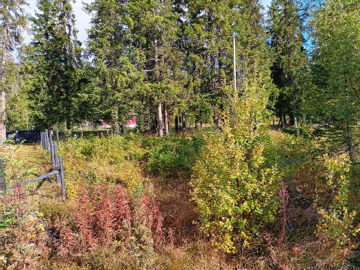 #1: Norden; view north