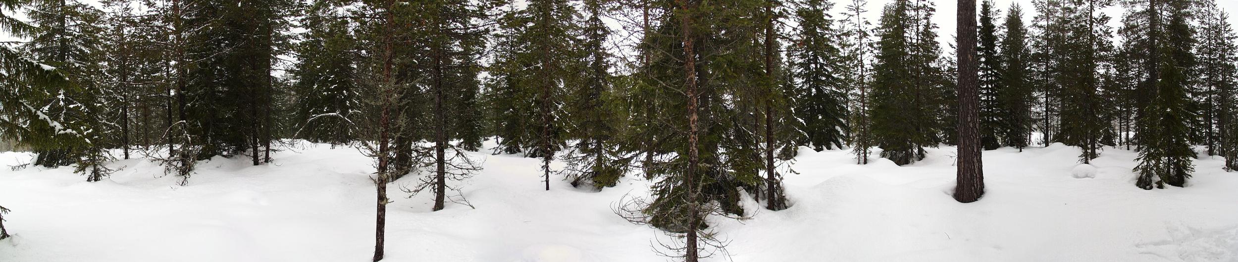 Panorama from the confluence