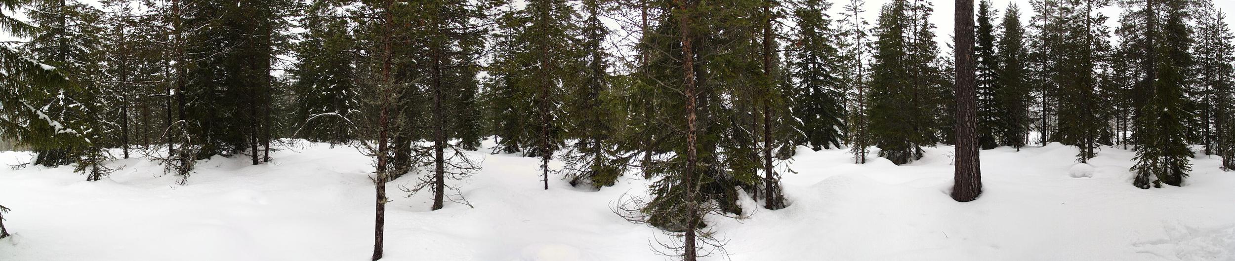 Panorama from the confluence