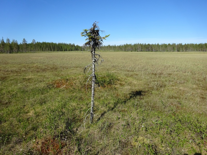 A single tree in the moor