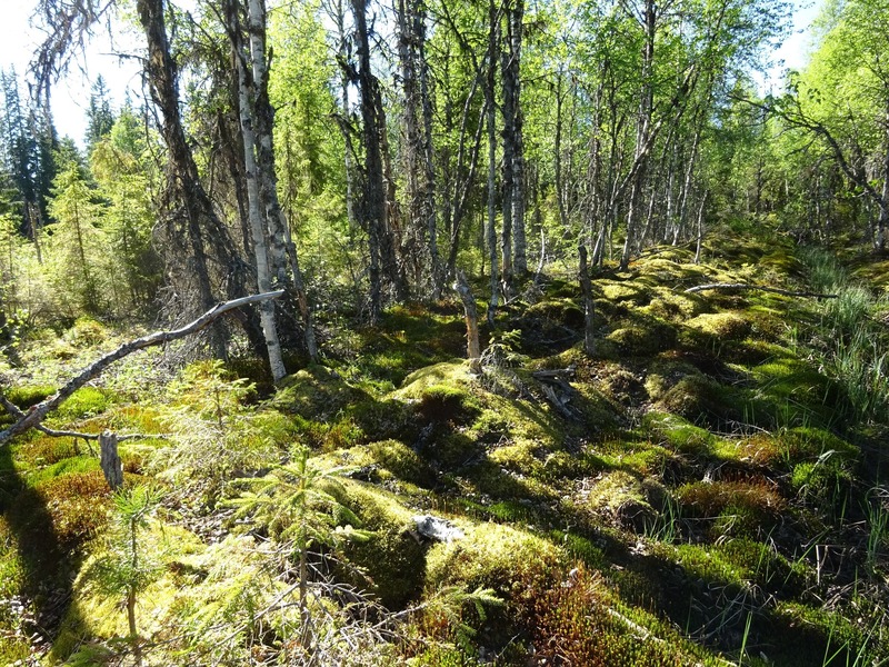 Hiking over mossy ground