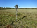 #10: A single tree in the moor