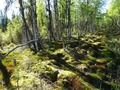 #9: Hiking over mossy ground