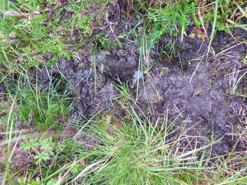 A straw lifted itself out of a deer's foot print