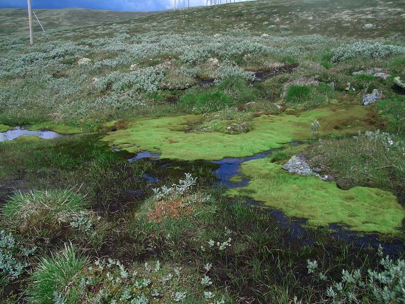 Beautiful verdigris green moss near the cp