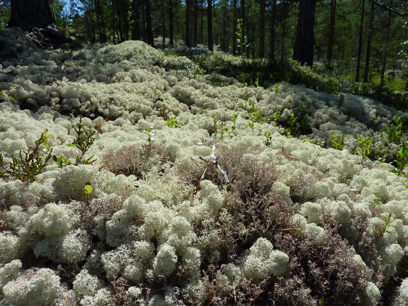 Moss, from a distance it looked like snow.