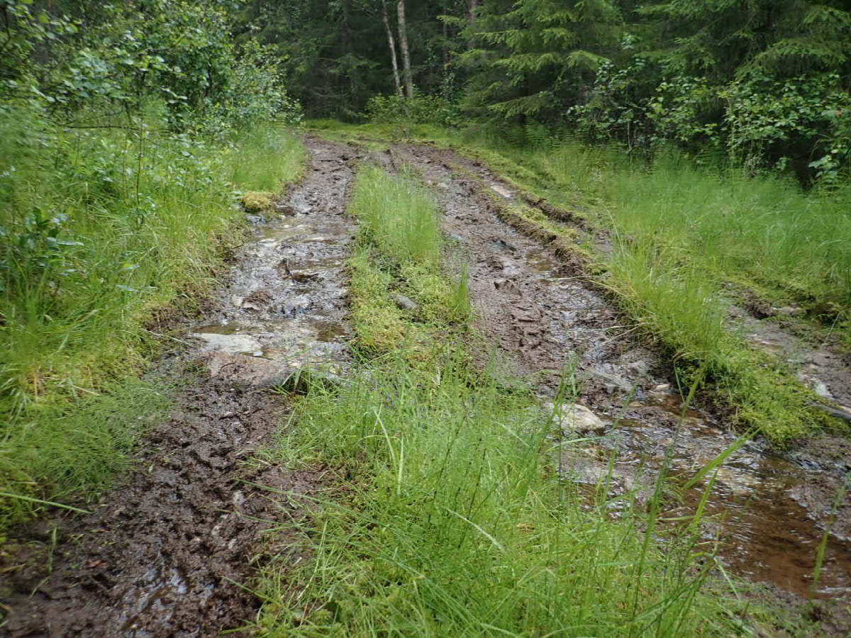 Bad Forestway to the Point - Schlechter Waldweg zum Punkt