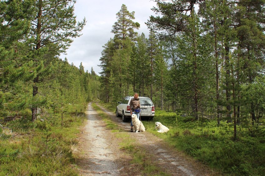 forest track, 80 m north of the CP