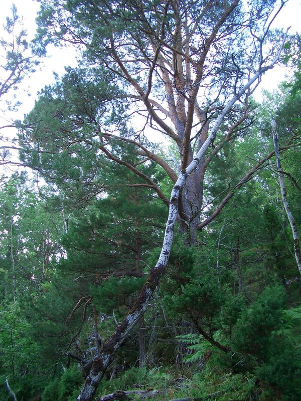 View West