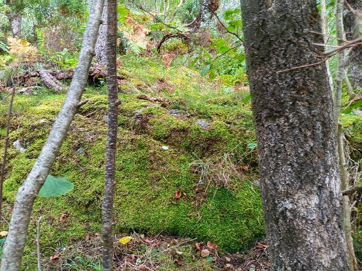 #1: Norden; view north