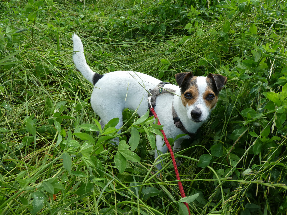 Our dog Emma at the confluence