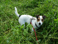 #8: Our dog Emma at the confluence