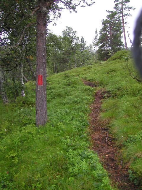 Path towards the confluence