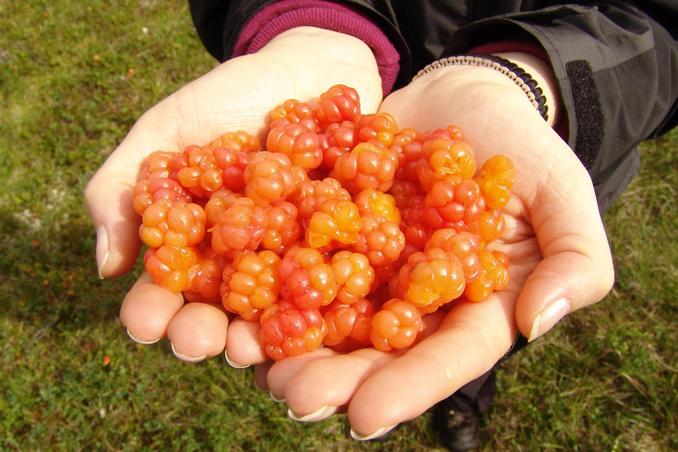 Cloudberries