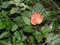 #8: Cloudberry plant. Exclusive and well tasting but not ripe yet.