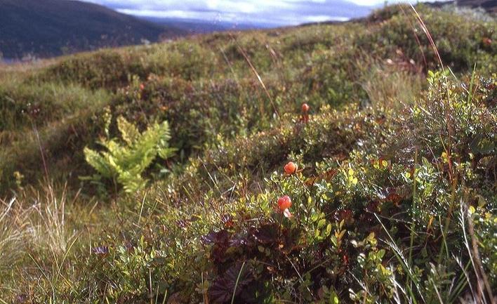 Cloudberries