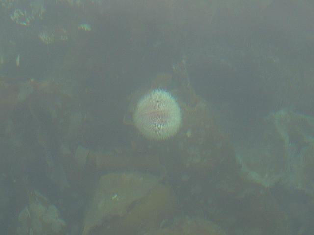 Very clear water on the Coast / Seeigel in ca.5 Meter