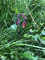 #9: CP67N14E Fritillaria meleagris on 67° north