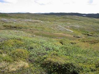 #1: Overview from a point 40 m west of confluence, looking east