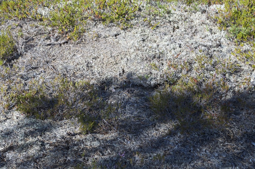 The confluence point lies on a moss-covered rock