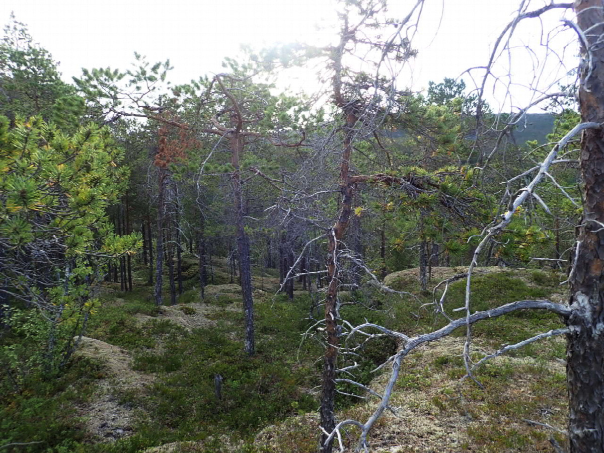 East view / Östliche Sicht