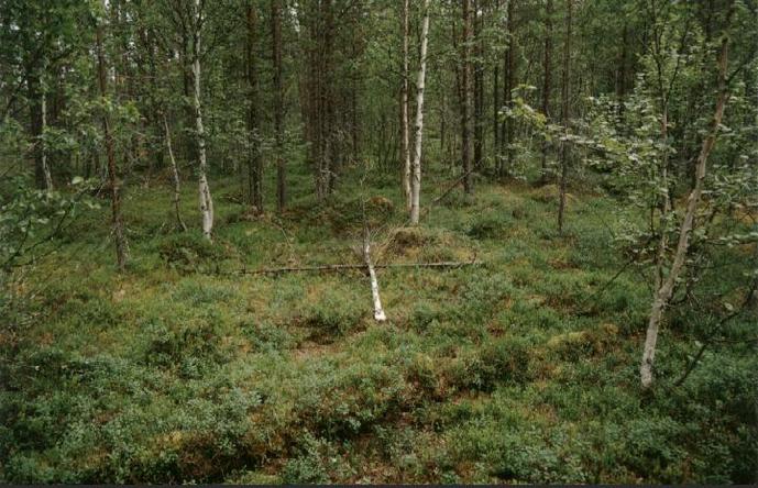 The confluence marked by two trunks