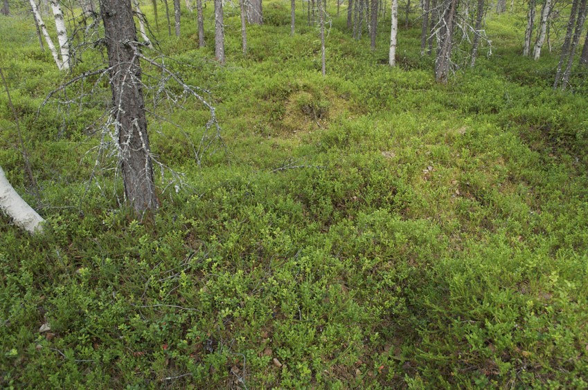 The confluence point lies on mossy ground in a thinly-spaced forest