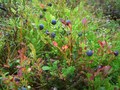 #8: Blueberries