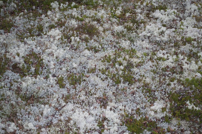 The confluence point, on moss-covered ground