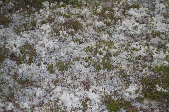 #1: The confluence point, on moss-covered ground