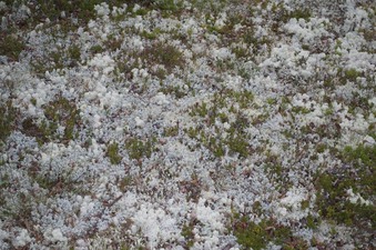 #1: The confluence point, on moss-covered ground