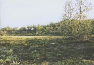 #1: general area, CP close to the birch tree (view south)