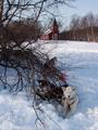 #6: Dogs waking up in the morning, near the Bæivasgie’di wilderness church