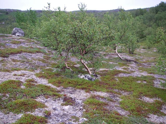 The Spot with the geocache next to the tree