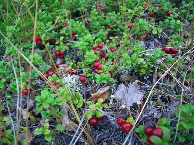 Red whortleberries