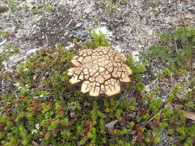 Alter Pilz - Old mushroom