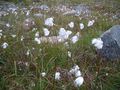 #8: Bog cotton