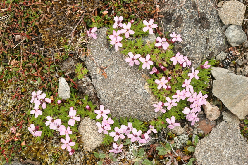 flowers just beside the confluence