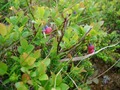 #10: Blueberries on the way