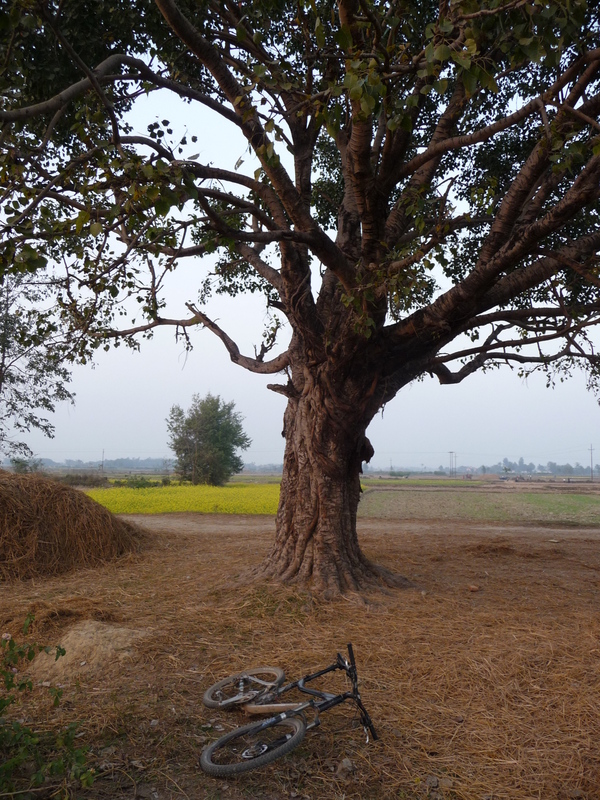 Stopped under a tree on the way back to Birgunj